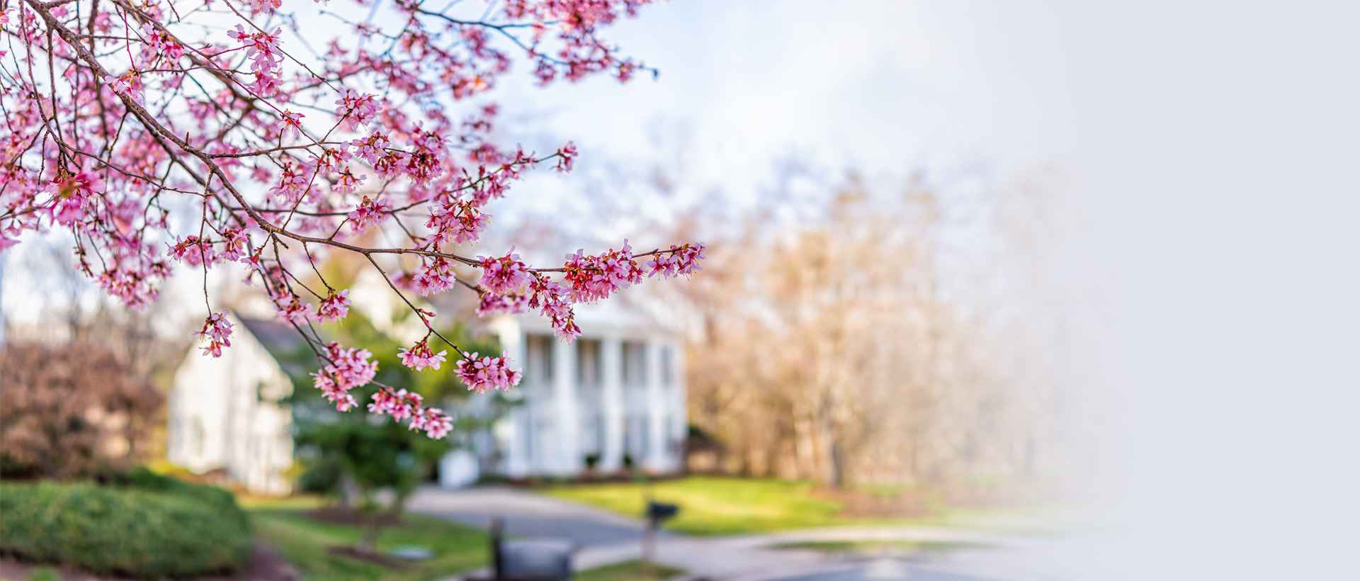 Spring Image Pink Dogwood